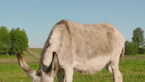 cute little donkey