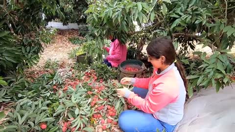 harvisting fruits