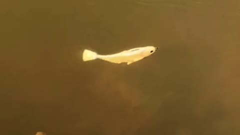 This fish lure looks like real fish!