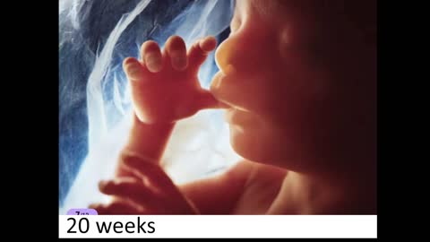Fetal development shown in clear cut videos and photos