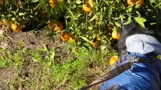 Dog picking mandarin with human , see what happened at the end