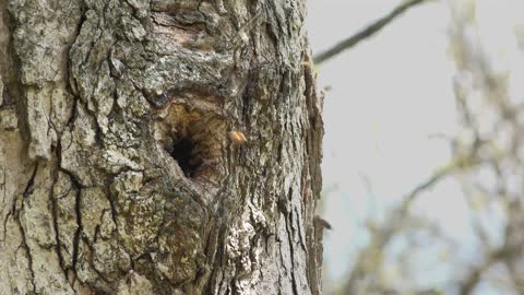 Bees with nest built into trunk of tree