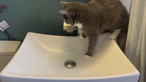 Is this a cat or a fish? Kitten loves splashing around in the sink