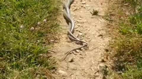 king cobra snake mating