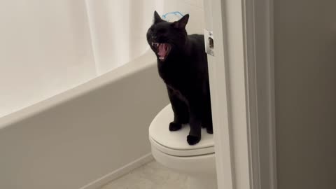Adopting a Cat from a Shelter Vlog - Cute Precious Piper Monitors the Bathroom