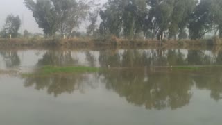 Birds catch fish in the canal and very beautiful view of village