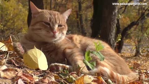 Curiosities About Orange Cats Every Orange Cat is Male