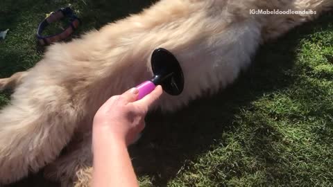 White dog gets stomach pink combed can't stop kicking foot