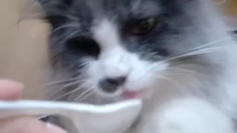 Funny Cat - My Lovly cat MOI likes Yoghurt so much