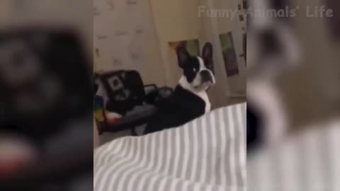 Funny Cats And Dogs Videos - Try Not To Laugh