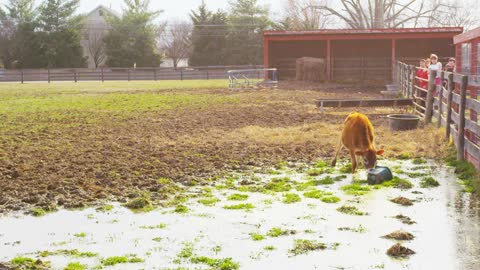 Baby Cow Gets Bucket Off Head