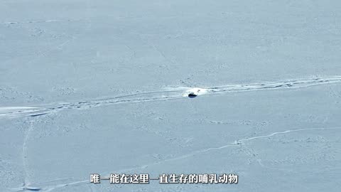 Life of Seals in Water: Graceful Swimmers of the Sea