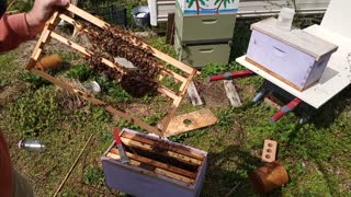 Making queen bees on a scale that anyone can do. This video is for hobby bee keepers.