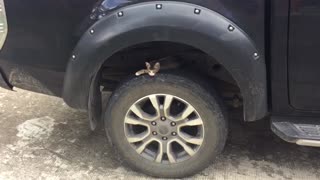 This Cat sleeps @ Ford Ranger's wheel