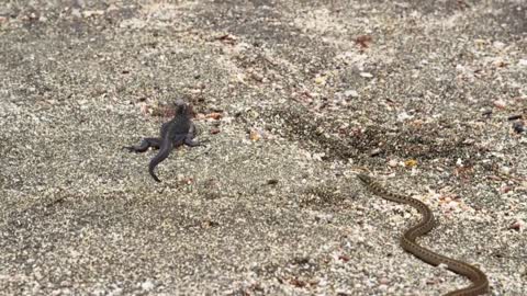 Iguana vs Snakes | Planet Earth II