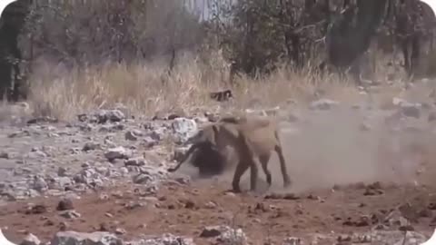 WILD ANIMALS HUNTING COMPILATION 1