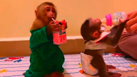 Adorable Monkeys, animal, monkey, pets, funny animals, baby monkey, lovely monkey #39