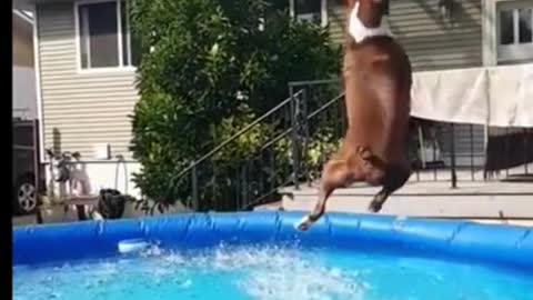 Doggo makes amazing catch while jumping in the pool #shorts