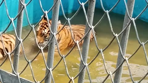 WHAT A BIG SIZE BANGLADESHI TIGER 😲| TIGER FIGHTING IN ZOO |Bangladeshi tigher |
