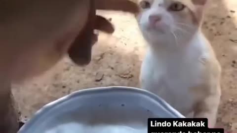 Cat and cow funny video / hot cow milk