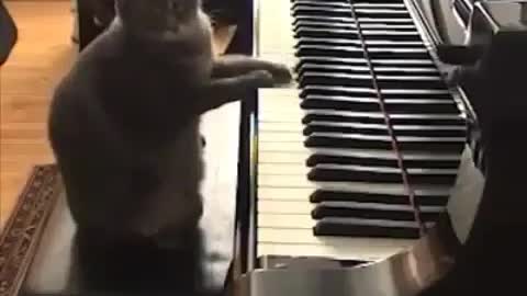 Watch how this cat is trying to understand what happening🤣