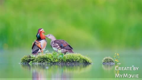 Wonderful two Bird romantic kissing