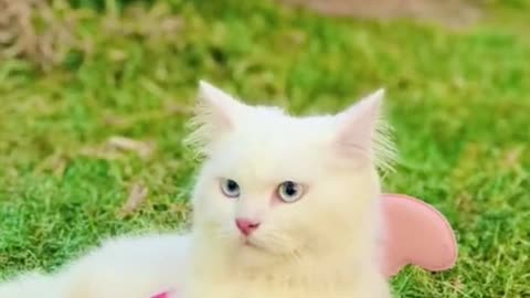 Cute cats video compilation 80