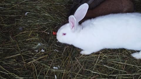 cutest rabbits eating together