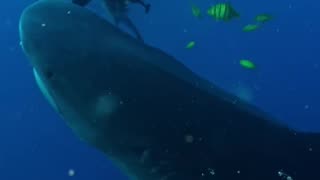 Massive Tiger Shark Takes Out the Trash! 🦈🗑️