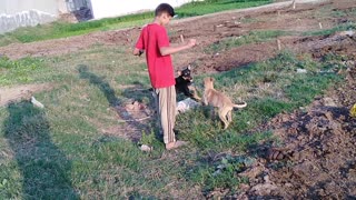 One dog playing with boy other got jealous