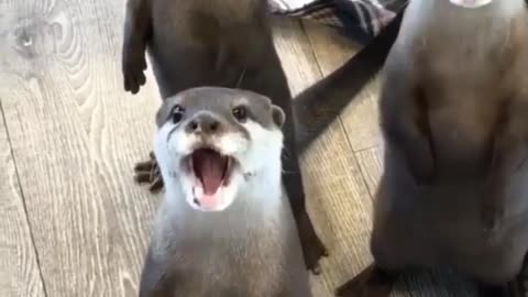 Look at this cuuuute otter trio!