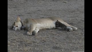Lioness Adopts Leopard Cub !