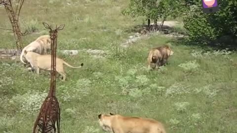 Lions territorial fight