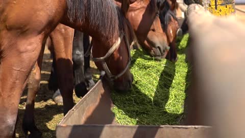 Brown horses eating hay in a farmyard