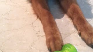 Puppy refuses to play with its new toy!