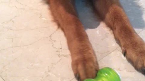 Puppy refuses to play with its new toy!