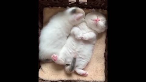 Funny Funny Little Little Cats