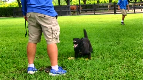 Teaching Dogs to Guard Objects and People Made Easy