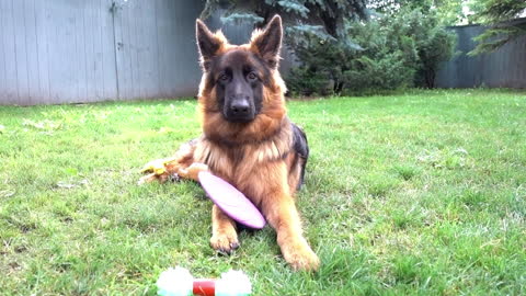 German Shepherd Puppy Is Extremely Picky With His Toys