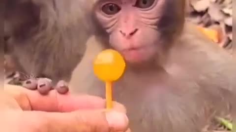 Funny Monkey Suckling Lolipop