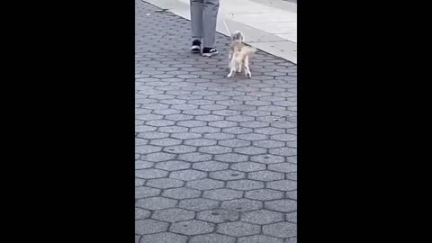 Dog on leash walks in hilariously bizarre manner
