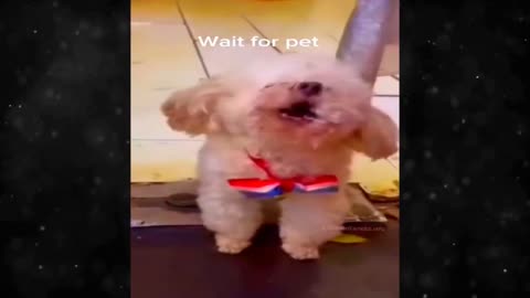 animals funny video/funny dogs video/funny cats video/funny video