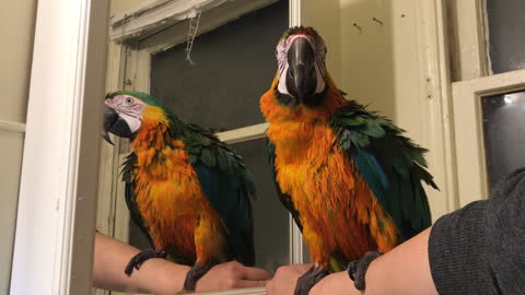 Macaw Is Thoroughly Entertained By Its Mirror Reflection