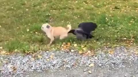 A crow pecks a small dog in the ass