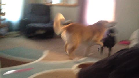 My boys playing! I miss them so much. Only video I have of these two playing.