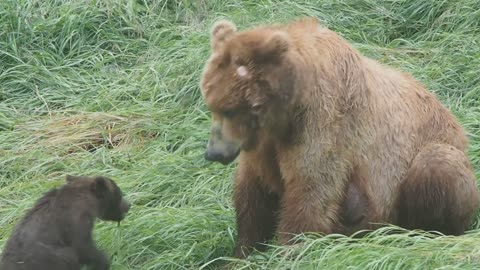 Brown Bear Cubs Playing With Mommy