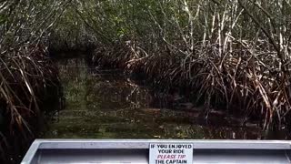 Air Boat ride through the Florida Everglades and Mangrove plants.