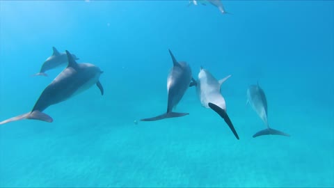 Dolphin fish swimming underwater in herd 1