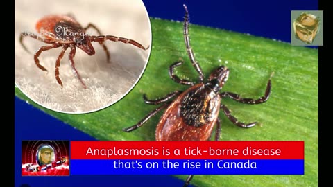 Anaplasmosis is a tick-borne disease that's on the rise in Canada