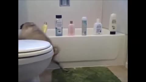 Pug attacks shampoo bottles: Don't Miss Watching, crazy & funny PUG LIFE!!!!!🤣